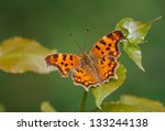 Comma Butterfly  Polygonia C...