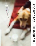 Small photo of Blurry pose of a sad sick dog with treatment from perfusion drip. Focus on the perfusion drip.