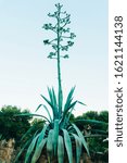 Decorative Aloe Plant In The...