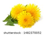Dandelions Flowers With...