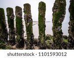 Small photo of Break water at the beach in the city of Zoutelande in the province Zeeland in The Netherlands. The break water poles are covered with shells and are protecting the beach against the currents.