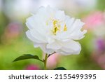 Small photo of White peony flower is in bloom in the peony garden. The name of this peony is Karl Rosenfield. Scientific name is Paeonia lactiflora.