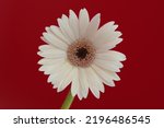 Gerbera flowers are blooming in front of a red background.
Scientific name is Gerbera jamesonii.