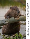 Small photo of Usa, Wyoming, Grand Teton National Park. North American Beaver (Castor canadensis) gnawing through an aspen on a pond shore.