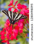 Zebra Swallowtail Butterfly ...