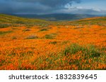 USA, California, Mojave Desert. California poppy super bloom.