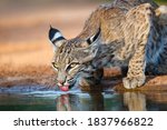 Bobcat  Lynx Rufus  Drinking...