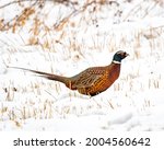 Ring-necked pheasant walking cautiously in the snow
