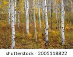 USA, Colorado. Uncompahgre National Forest, Grove of autumn colored aspen with colorful understory near base of Ballard Mountain.