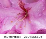 Rhododendron Flower  Pink...