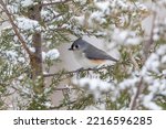 Tufted Titmouse In Red Cedar...
