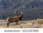 Small photo of Bull elk or wapiti on top of ridge, Yellowstone National Park, Wyoming