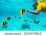 Small photo of French polynesia, moorea. snorkeler photographs pacific double-saddle butterflyfish. (mr)