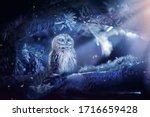 Sleeping Owl In Fantasy...