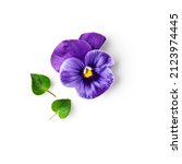 Viola Pansy Flower And Leaves....