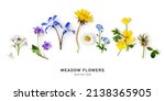 Meadow flower border and...