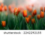 Close up buds of tulips with fresh green leaves at blur green background with copy space. Hollands tulip bloom in an orangery spring season. Floral wallpaper banner for floristry shop. Flowers concept