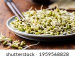 Sprouted green mung beans. Mung sprouts on plate on wooden table.