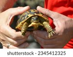 Small photo of Testudo hermanni or Hermann's turtle, black and gold yellow tortoise in Southern Italy