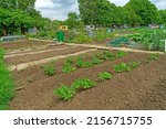 Small photo of Gloucester, Gloucestershire, UK, May 11th, 2022, new potatoes growing on an open allotment recently earthed up to stop the developing tubers becoming green and inedible.