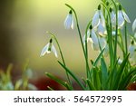 Early Spring Snowdrops ...