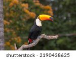 A Toco Toucan Perched On A...
