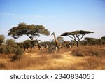 Maasai Giraffe (Giraffa tippelskirchi) and Umbrella Tree in Serengeti National Park, Tanzania East Africa.