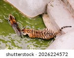 amur tigers swimming in the... | Shutterstock . vector #2026224572