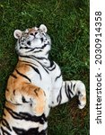 portrait of a amur tiger  also... | Shutterstock . vector #2030914358