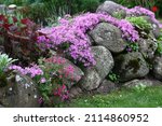 Small photo of Spring day.The drought-resistant phlox subulata well grows at tops of garden hills. At plentiful flowering forms motley carpets of bright tones.