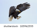 A Bald Eagle About To Land