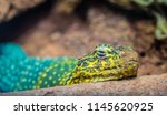 Male Collared Lizard  With Blue ...