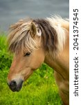 Faroe Pony Or Faroese Horse On...