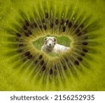 Small photo of Sheep and kiwi fruit, an antipodean dream