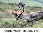 A Male Caribou Disappears In...