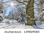 Large tree without snow surrounded by a forest covered with snow. Sun shinning in a blue sky
