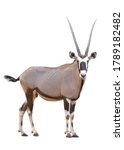 Sable Antelope Africa Safari...