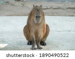 Capybara Hydrochoerus...