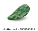Cactus  leaf isolated on white background. This has clipping path.                