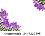 Purple crocus flowers and...