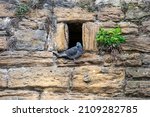 Pigeons Are Sitting In Holes Of ...