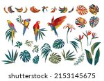 Vector Illustrations Of Parrots ...