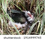 Female Muscovy Duck With Black  ...
