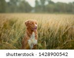 Happy Dog In A Wheat Field. Pet ...