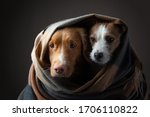 Two Dogs In A Scarf. Nova...