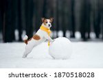 Dog In Snowy Winter Makes A...