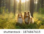 Red Two Sheltie Dogs In The...