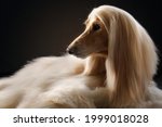 Small photo of portrait of an Afghan hound on a black background. long-haired dog for excellent grooming