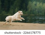 the dog jumps, flies on the beach on the lake, near the water. Active beautiful golden retriever in nature 