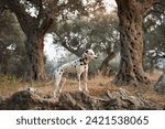 Small photo of A Dalmatian dog stands nobly among olive trees, its spotted coat echoing the dappled light